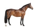 Brown horse isolated Royalty Free Stock Photo