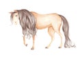 Brown horse isolated on white background. Watercolor illustration.