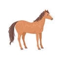Brown horse isolated on a white background. Vector illustration of a cute animal Royalty Free Stock Photo