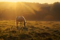 A brown horse with its head down, grazing in the soft light of sunset on an open field. Featuring photorealistic Royalty Free Stock Photo