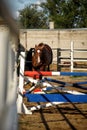 Horse jumps over obstacles in training