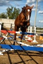 Horse jumps over obstacles in training