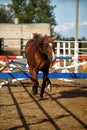 Horse jumps over obstacles in training