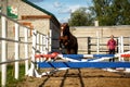 Brown horse jumps over obstacles in training