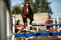 Brown horse jumps over obstacles in training