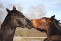 Brown horse kissing black horse