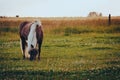 Brown horse in a landscape with a weat field in the background Royalty Free Stock Photo