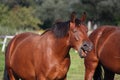Brown horse laughing out loud Royalty Free Stock Photo