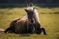 Brown horse laying in a field of tall green grass, enjoying the sunshine.