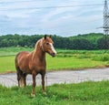 Brown horse on leash grazing near road by blue sky Royalty Free Stock Photo