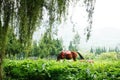 a brown horse let eat on garden Royalty Free Stock Photo