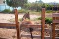 A brown horse lies on the ground behind a fence . Farm animals, work and care Royalty Free Stock Photo