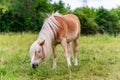 Brown Haflinger horse with long, wild mane grazing in a grassy meadow. Horse eating grass in free range pasture.