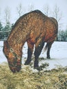 Brown horse with  long winter mane flutters Royalty Free Stock Photo