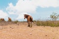 Brown horse looking back at a countryside meadow with blue sky in Sumba, Indonesia Royalty Free Stock Photo