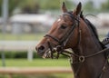 Brown Horse Looking Left Royalty Free Stock Photo