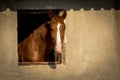 Brown horse looking out of a window on stable Royalty Free Stock Photo