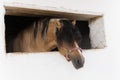 Brown horse looks out the window of a stable Royalty Free Stock Photo