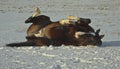 A brown horse lying down playing