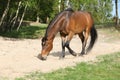 Brown horse lying down in the sand in hot summer