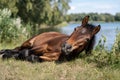 Brown Horse Lying On Grass Near Lake Outdoors Royalty Free Stock Photo