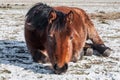 Brown horse lying on the snow