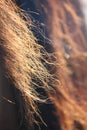 Brown horse mane close up