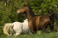 Brown horse on the meadow