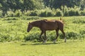 A brown horse in the meadow