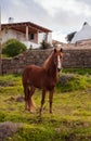 Brown horse in a meadow near the house in the village. Mykonos.