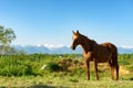 brown horse in the meadow, the Pyrenees mountains in the background Royalty Free Stock Photo
