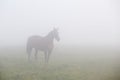 Brown horse in morning fog Royalty Free Stock Photo
