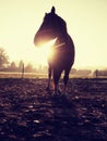 Brown horse in morning sun. Mountain horse farm Royalty Free Stock Photo