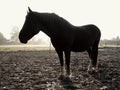 Brown horse in morning sun. Mountain horse farm Royalty Free Stock Photo