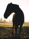 Brown horse in morning sun. Mountain horse farm Royalty Free Stock Photo