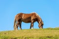 Brown Horse in a Mountain Pasture against a Clear Blue Sky - Alps Austria Royalty Free Stock Photo