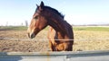 Brown horse near the fence on a sunny spring day Royalty Free Stock Photo