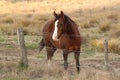 Brown horse near fence- Tharwa, ACT Royalty Free Stock Photo