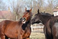 Brown horse neighing and black horse standing near Royalty Free Stock Photo