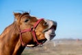 Brown horse neighs Royalty Free Stock Photo