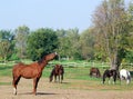 Brown horse nicker Royalty Free Stock Photo