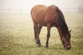 Brown horse Royalty Free Stock Photo