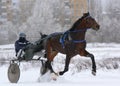 Brown horse Orlov trotter breed in motion Royalty Free Stock Photo