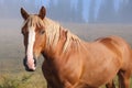 Brown horse outdoors in misty morning. Lovely domesticated pet Royalty Free Stock Photo