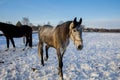 Beautiful Rural scene with two light horses playing around in snow covered paddock. Royalty Free Stock Photo