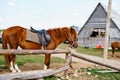 A brown horse in a paddock near a wooden house. Royalty Free Stock Photo