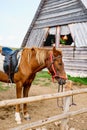 A brown horse in a paddock near a wooden house. Royalty Free Stock Photo