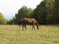 Brown horse on pasture