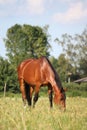 Brown horse at the pasture
