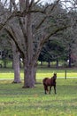 Brown horse in pecan grove - vertical Royalty Free Stock Photo